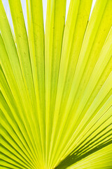 small palm tree leaf texture with dramatic light coming across