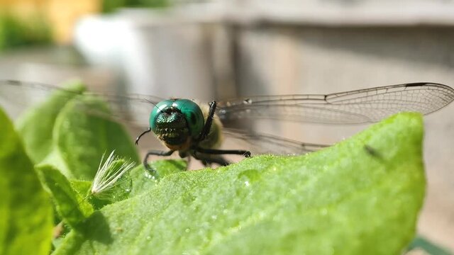 a dragonfly is sitting on a green leaf against the background of the garden, and its legs are tidying up.