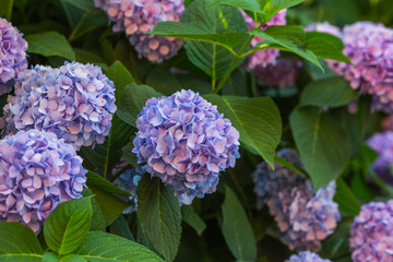 
Delightful blue-lilac hydrangea with blossoming flowers on a large bush.