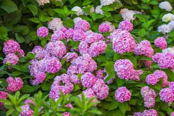 pink and yellow flowers