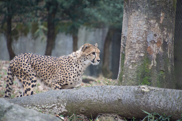 チーター