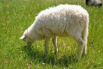 Obraz premium White sheep stays on green meadow. Black sheep grazing in a field. Sheep (Ovis aries) - mammal typically kept as livestock