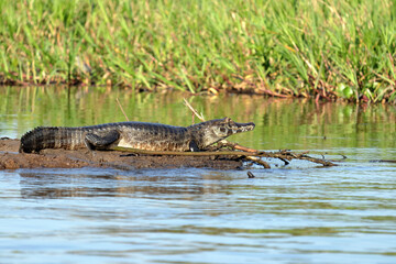 Alligator or caiman on a small sand bar in the Miranda river, in the Brazilian Pantanal.