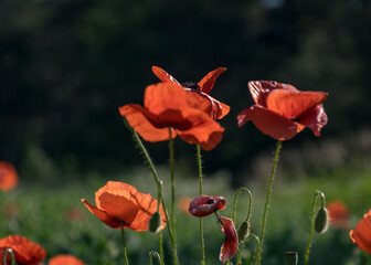 Obraz premium bright red poppies, fragments of poppy petals on a blurred background