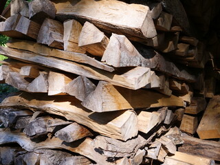 Log of wood in the Vosges aera. (France, july 2020)