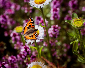 Painted Lady Butterfly settled on a daisy flower