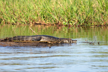 Alligator or caiman on a small sand bar in the Miranda river, in the Brazilian Pantanal.