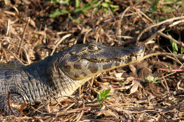 Head of an alligator or caiman in the Brazilian Pantanal.