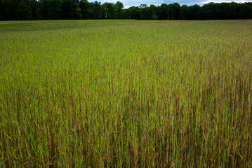 Landscape with grain field in Twente, Netherlands
