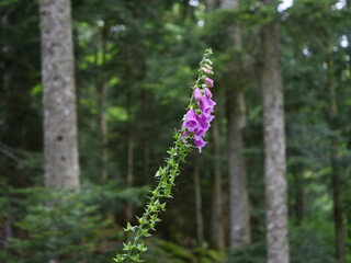 A wild forest in the east of France.