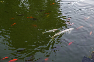 fish in the pond