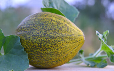 yellow melon on a green background