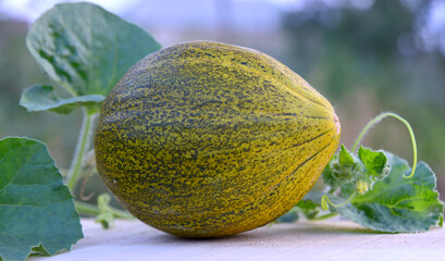 melon on a green background
