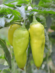 green bell peppers