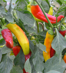 red and yellow peppers