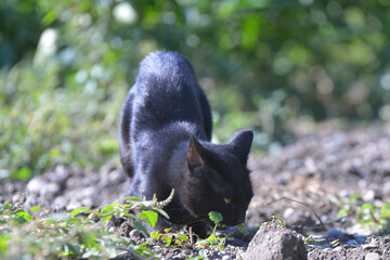 wild boar in the woods