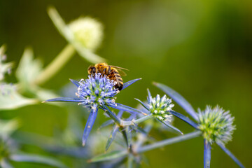Flower of a plant with spikes, bee on the flower
