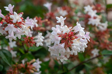 Beautiful white tubular flowers of abelia grandiflora flowering in summer