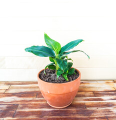 Succulent plant and banana palm in a terracotta pot.