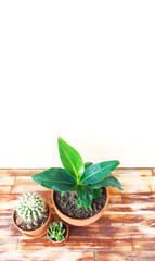 Succulent plant and banana palm in a terracotta pot. Banner Copy space