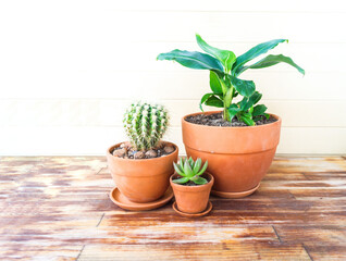 Fototapeta premium Succulent plant and banana palm in a terracotta pot.