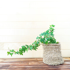 Ivy in a knitted macram pot. Natural light.