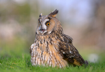 great horned owl