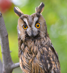 great horned owl
