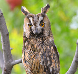 great horned owl