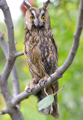 great horned owl