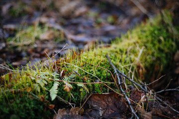 Close up photo with selective focus of green moss on tree root
