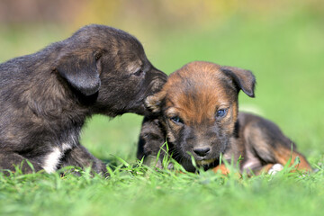 two dogs playing