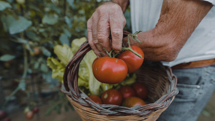harvest tomatoes