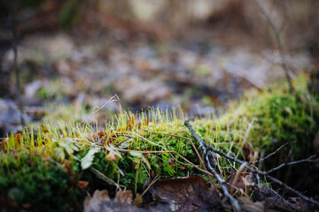 Close up photo with selective focus of green moss on tree root