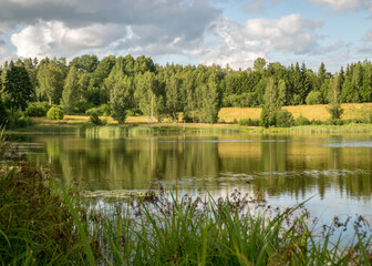 summer landscape by the lake, trees and cumulus clouds reflect in the lake water, shore overgrown with reeds, summer nature