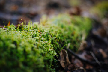 Close up photo with selective focus of green moss on tree root