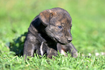 dog in the grass