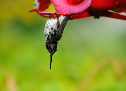 Hummingbird hanging on a feeder in a state of torpor.