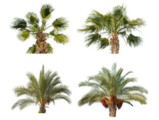set of palm trees