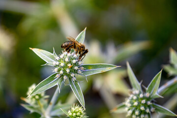 Flower of a plant with spikes, bee on the flower