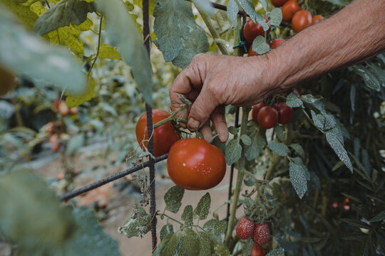 harvest tomatoes
