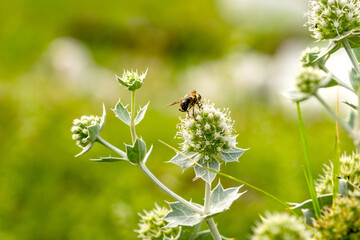 Flower of a plant with spikes, bee on the flower