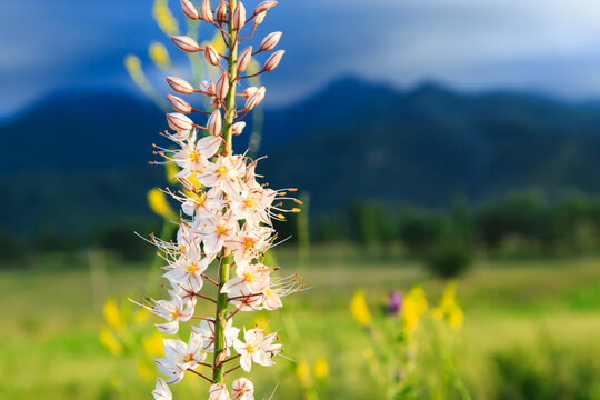 Wild flower eremurus. Natural summer blooming landscape. Copy space