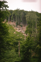 Environmental change in the forest caused by nature 