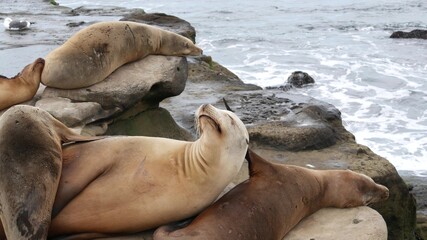 Sea lions on the rock in La Jolla. Playful wild eared seals crawling near pacific ocean on rock. Funny sleepy wildlife animals. Protected marine mammals in natural habitat, San Diego, California, USA