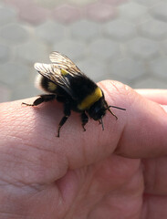 Bumblebee sits quietly on a human hand. Transparent wings, body with black yellow stripes. Veterinarian exotic Veterinarian wildlife Nature, copy space