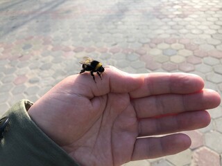 Bumblebee sits quietly on a human hand. Transparent wings, body with black yellow stripes. Veterinarian exotic Veterinarian wildlife Nature, copy space