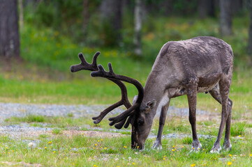Reindeers pasturing in the wild have been accustomed to people and human settlements.