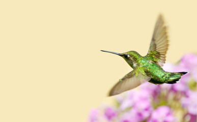 Ruby throated hummingbird in motion.