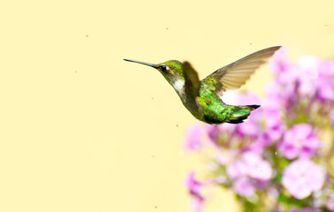 Ruby throated hummingbird in motion.